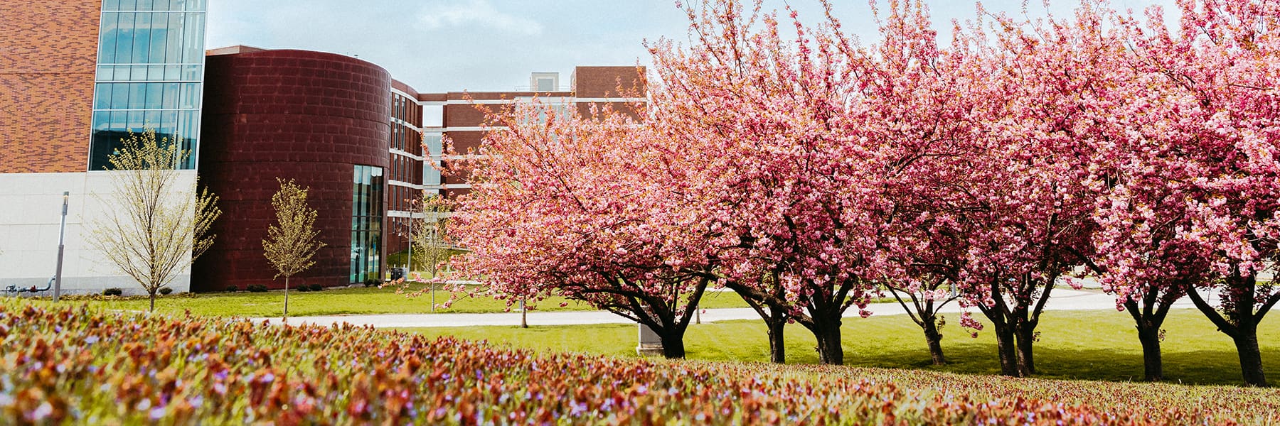 Pink blossoms on trees in front of University Hall